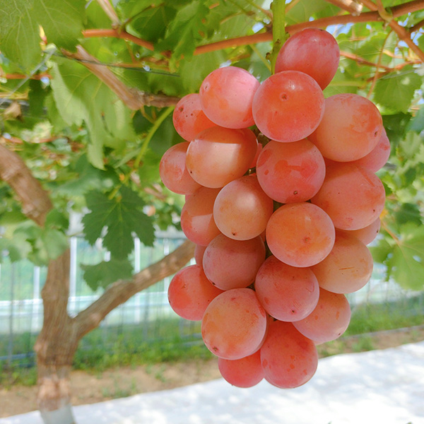 クイーンニーナ(産直：8月下旬～9月中旬出荷)