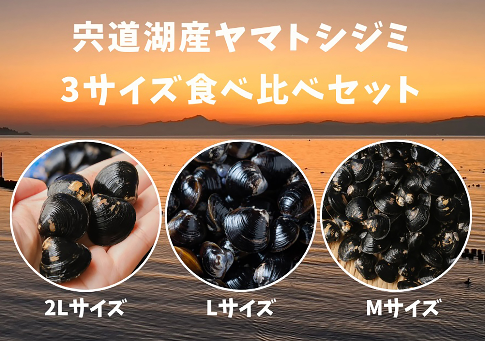 【食べ比べセット】宍道湖産ヤマトシジミ 計2.4kg (2Lサイズ0.8kg、Lサイズ0.8kg、Mサイズ0.8kg)(産直)