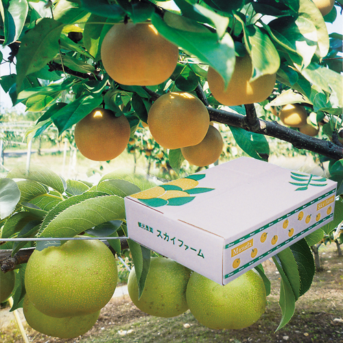 (A2)梨 5kg(産直)